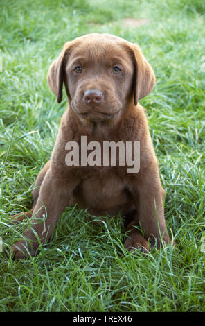 Labrador Retriever. Brown puppy sitting in grass. Germany.. Stock Photo