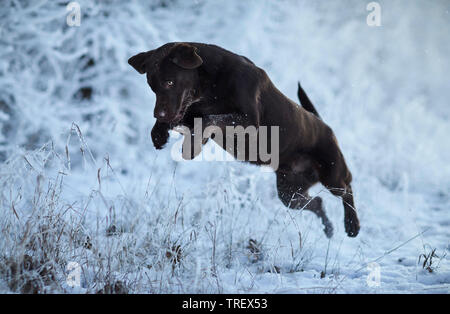 Brown Labrador Retriever jumping in a forest in winter. Germany Stock Photo