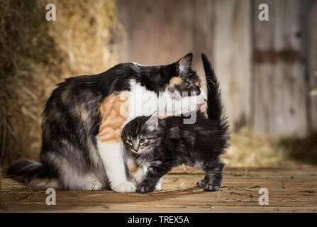 Norwegian Forest Cat. Mother grooming kitten in a barn. Germany Stock Photo