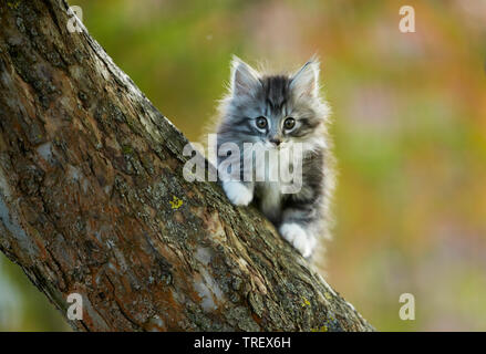 Norwegian Forest Cat. Tabby kitten climbing in a tree. Germany , Stock Photo