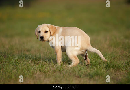 Labrador Retriever. Puppy defecating. Germany Stock Photo
