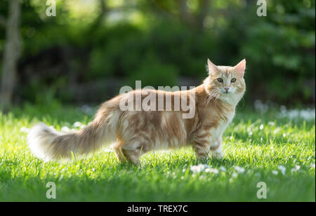 Norwegian Forest Cat. Adult standing on a lawn. Germany Stock Photo