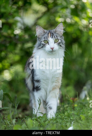 Norwegian Forest Cat. Adult standing in a garden. Germany Stock Photo