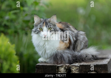 Norwegian Forest Cat. Adult in a garden, lying on a board. Germany Stock Photo