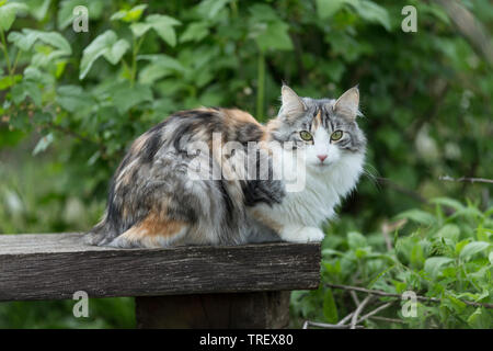 Norwegian Forest Cat. Adult in a garden, lying on a board. Germany Stock Photo