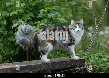 Norwegian Forest Cat. Adult in a garden, standing on a board. Germany Stock Photo