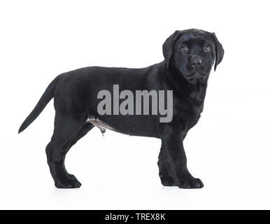 Labrador Retriever. Puppy standing, seen side-on. Studio picture against a white background. Germany.. Stock Photo