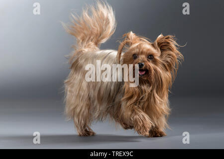 Yorkshire Terrier. Adult dog walking. Studio picture against a gray background. Germany Stock Photo
