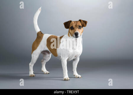 Jack Russell Terrier. Adult dog standing. Studio picture against a gray background. Germany Stock Photo