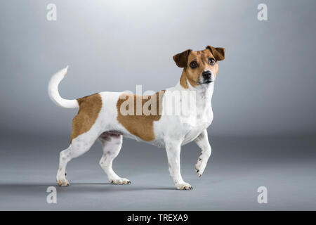 Jack Russell Terrier. Adult dog standing. Studio picture against a gray background. Germany Stock Photo