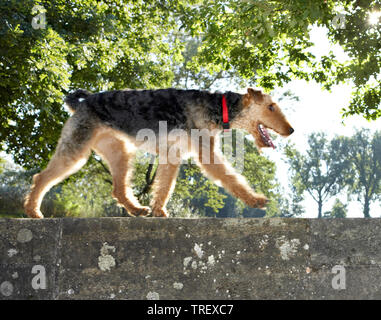 Airedale Terrier Adult dog walking on a wall. Germany Stock Photo