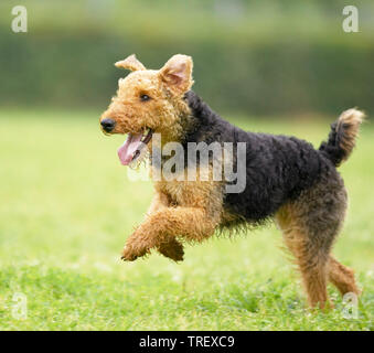 Airedale Terrier running on a meadow. Germany Stock Photo