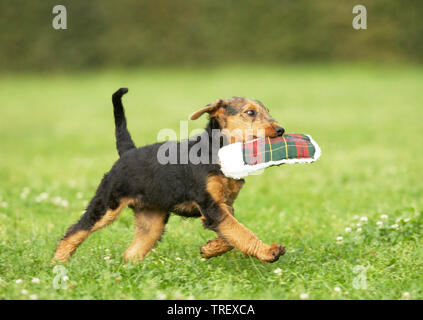 Airedale Terrier. Puppy trotting on a meadow, fetching a toy. Germany Stock Photo