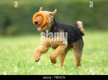 Airedale Terrier. Adult playing with a toy on a meadow. Germany Stock Photo