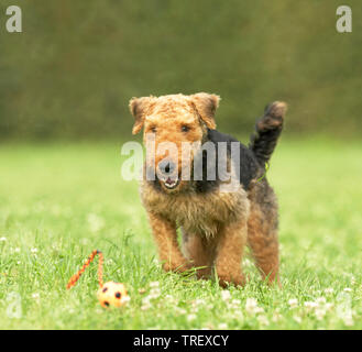 Airedale Terrier. Adult running towards a small ball. Germany Stock Photo