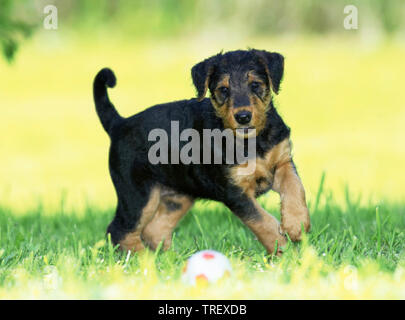 Airedale Terrier. Puppy running on a meadow towards a ball. Germany Stock Photo