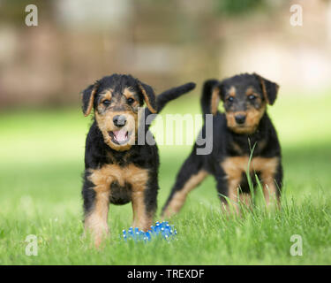 Airedale Terrier. Two puppies standing next to blue toy bone in grass. Germany Stock Photo
