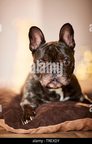 French Bulldog. Adult dog lying in an apartement decorated for Christmas. Germany Stock Photo