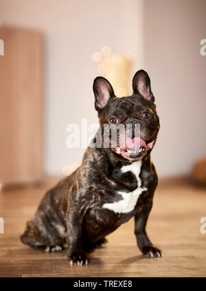 French Bulldog. Adult dog sitting in an apartement decorated for Christmas. Germany Stock Photo