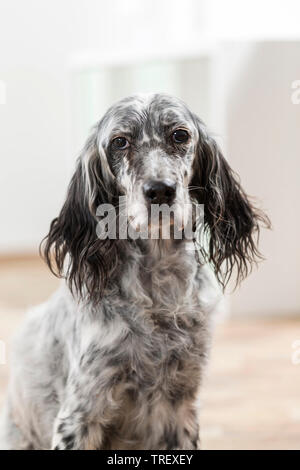 English Setter. Portrait of adult dog in a room Germany Stock Photo