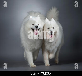 Samoyed. Two adult dogs walking towards the camera. Studio picture against a gray background. Stock Photo