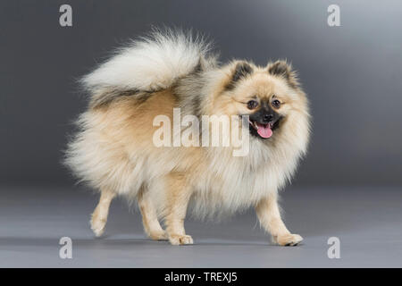 Pomeranian. Adult dog walking. Studio picture against a gray background. Germany Stock Photo