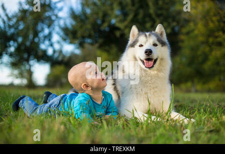 Siberian Husky. Adult dog lying on a meadow, next to a baby. Germany Stock Photo