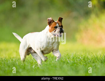 Olde English Bulldogge, Leavitt Bulldog. Adult dog running on a meadow. Germany Stock Photo