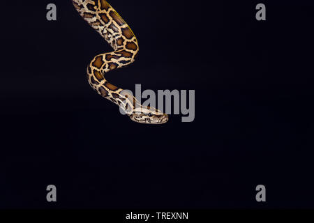 tiger python, black and yellow, against black  background. Female Pastel calico Python, Royal python or ball python, Python regius Stock Photo