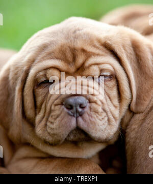 Bordeaux Mastiff, Bordeauxdog. Portrait of a puppy. Germany Stock Photo