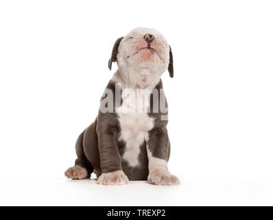 English Bulldog. Puppy sitting, isolated on white. Germany Stock Photo