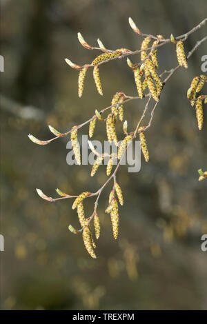 Common Hornbeam, European Hornbeam (Carpinus betulus). Twig with male catkins. Germany Stock Photo