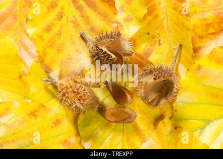 European Beech, Common Beech (Fagus sylvatica). Nut cupules and nuts on autumn leaves. Germany Stock Photo