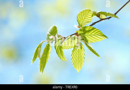 Common Beech (Fagus sylvatica). Close-up of newly emerged leaves. Germany, Stock Photo