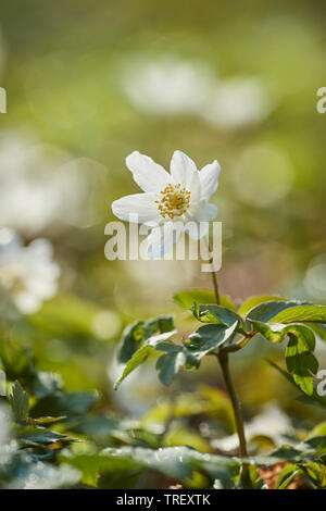 Wood Anemone, Windflower (Anemone nemorosa), flowering stalk. Germany Stock Photo