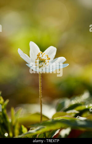 Wood Anemone, Windflower (Anemone nemorosa), flowering stalk. Germany Stock Photo