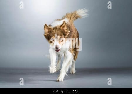 Border Collie. Adult dog running towards the camera. Studio picture against a gray background. Germany Stock Photo