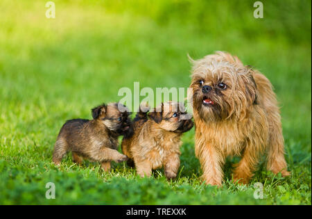 Griffon Bruxellois, Brussels Griffon. Adult dog and two puppies on a meadow. Germany Stock Photo