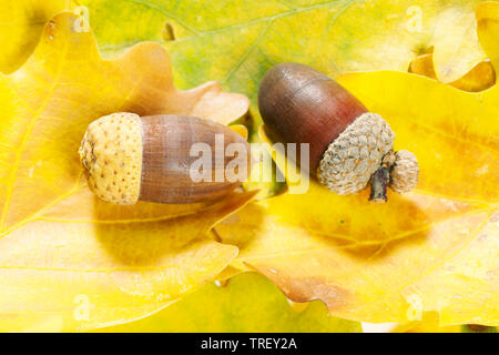 Common Oak, English Oak (Quercus robur). Acorn on leaf litter in autumn. Germany Stock Photo