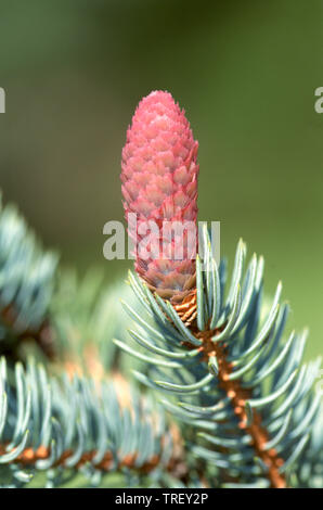 Blue Spruce (Picea pungens), immature cone Stock Photo