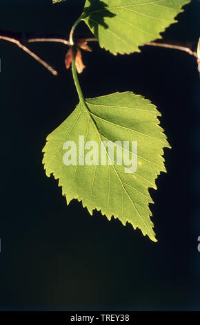 European White Birch, Silver Birch (Betula pendula), leaf on a twig. Germany Stock Photo