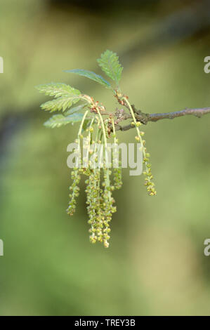 Turkey Oak (Quercus cerris), twig with catkins. Germany Stock Photo