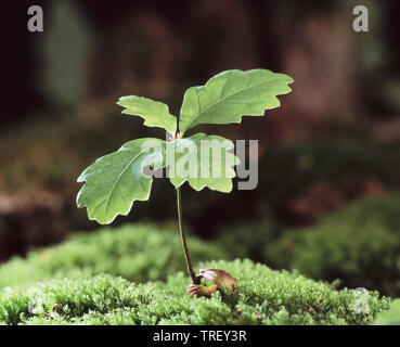 Common Oak, English Oak (Quercus robur). Germinating Acorn on moss. Germany Stock Photo