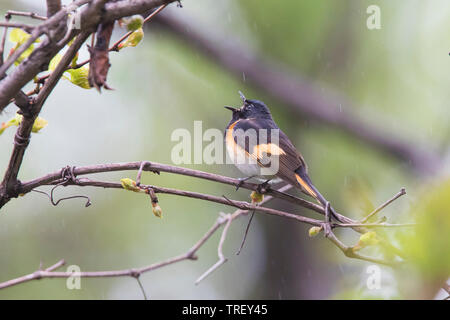 Male American redstart (Setophaga ruticilla) in spring Stock Photo