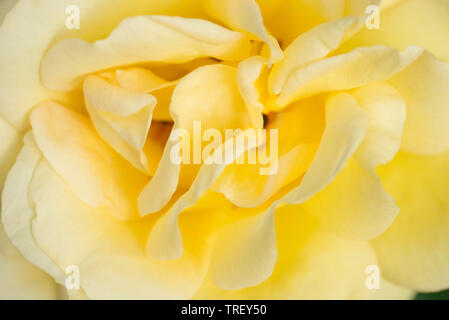 yellow color rose flower macro Stock Photo