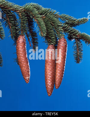 Common Spruce, Norway Spruce (Picea abies). Cones on a twig. Studio picture against a blue background. Stock Photo