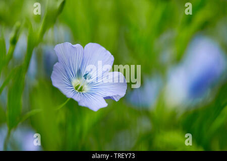 Common Flax, Flax, Linseed (Linum usitatissimum), flower. Germany Stock Photo