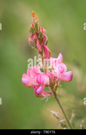 Common Sainfoin (Onobrychis viciifolia), inflorescence. Stock Photo