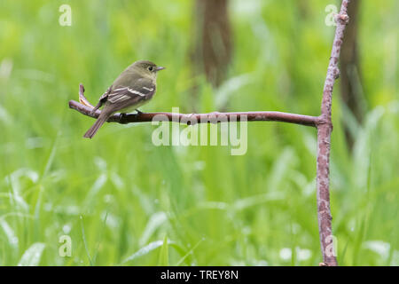 least flycatcher (Empidonax minimus) Stock Photo