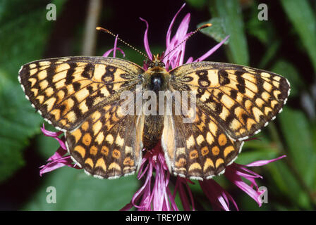 Heath Fritillary (Mellicta athalia). Butterfly on a flower. Germany Stock Photo